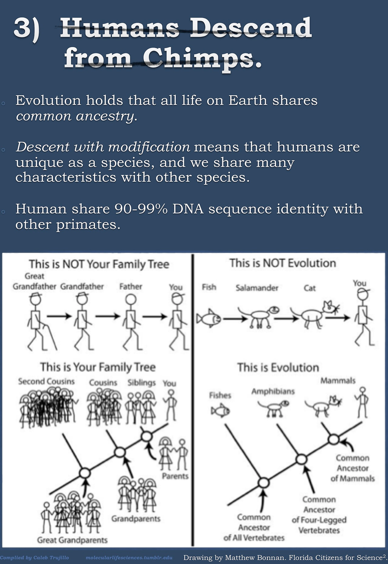 Illustration for article titled Top five misconceptions about evolution according to science
